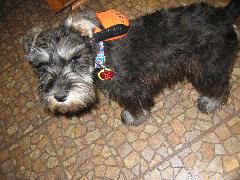 Harley With Tracking Device.JPG